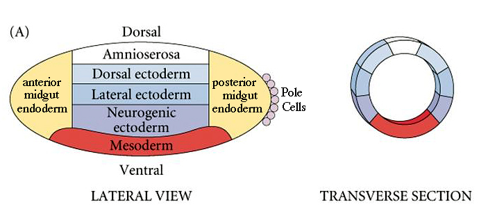 Developmental Biology 3230